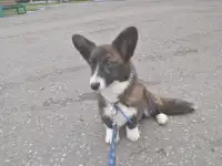 Мальчик корги кардиган