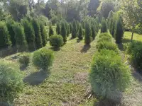 Туя западная Смарагд фото реальные., фотография 7