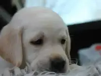 Великолепные щенки лабрадора