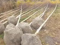 Продам