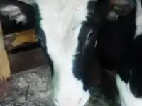 Продам быка.