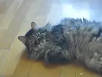 Умнейший котик мейн-кун Боня, любимец умершей хозяйки ищет дом, фотография 6