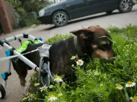 Чудесный мальчик Митя из приюта ищет семью., фотография 5