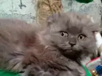 Шотландцы, фотография 3