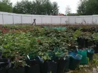 Саженцы роз ОПТОМ, фотография 2