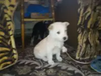 отдам в добрые руки