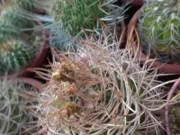 Кактусы, Gymnocalycium polycephalum от Kohres