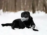 Чёрный богатырь Макс в добрые руки, фотография 5