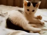 Отдам котят(3 мальчика), фотография 3