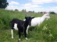 Срочно продам двух коз. Недорого., фотография 6