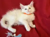 Котята мейнкун с родословной