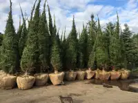 продам крупномерные хвойные деревья