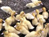 Цыплята утята гусята индюшата, фотография 6