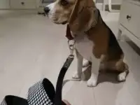Потерялась СОБАКА БИГЛЬ!