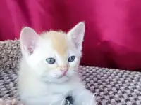 Бурма. Котенок. Европейская бурма, фотография 3
