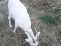 продам козу