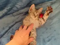 Котёнок Кузя, фотография 9