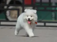 Самоед щенки. Медвежий тип тяжелый костяк, фотография 3