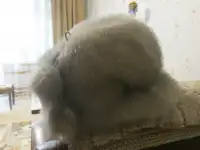 Шапка норковая
