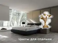 Санкт-Петербуг . Предметы интерьера для спальни . Цветы для спальни, фотография 8