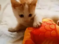 Отдам котят(3 мальчика), фотография 2