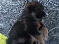 Щенок овчарки
