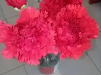 Гвоздика местная, оптом и мелким оптом