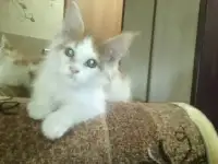 Котята Мейн-кун