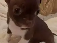 Чихуахуа щенки, фотография 2