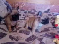 Французские Бульдоги Щенки мальчика девочки, фотография 3