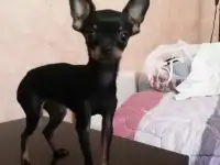 Продается той терьер
