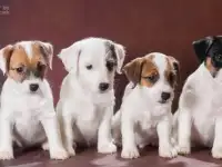 Щенки джек рассел терьера