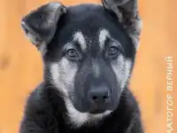 восточноевропейские овчарки, фотография 10