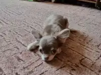 Чихуахуа