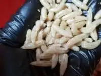 продажа опарыша