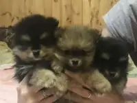 Миниатюрные щенки померанского шпица