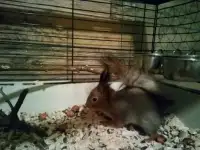 Ручные белки, фотография 5