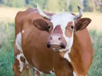 срочно продам  коров
