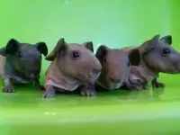 Малыши морской свинки Скинни