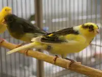 Кенаров продам много