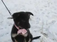 Щенок на пристрой