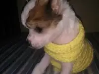 Вязка, фотография 5