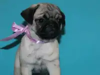 Девочки мопсики, фотография 6