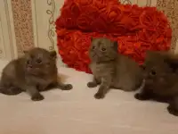 Британские котята, фотография 4