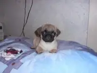 Мопс щенки., фотография 2