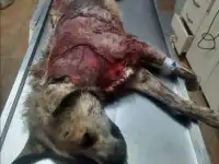 Собака в беде