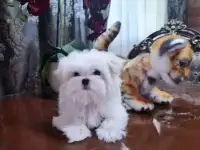 Щенки мальтезе мини 2.5 месяца