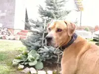 Отдам собаку