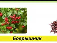 Целебные травы в каждый дом!, фотография 7