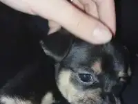 Ищут семью